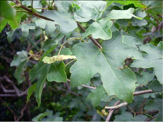 Acer_campestre1992
