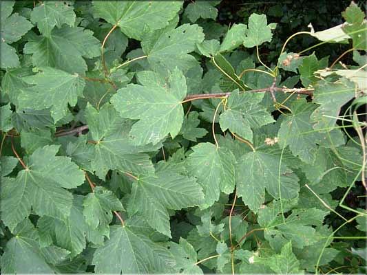 Acer_pseudoplatanus1993