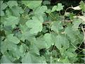 Acer_pseudoplatanus1993