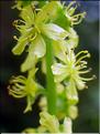 Agrimonia_eupatoria1902