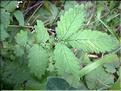 Agrimonia_eupatoria1903