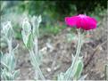 Silene_coronaria1995