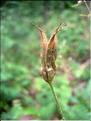 Aquilegia_vulgaris1830
