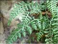 Asplenium_fontanum1916