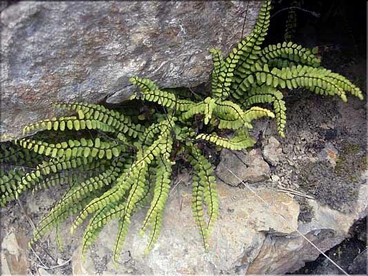 Asplenium_trichomanes1963
