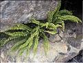 Asplenium_trichomanes1963