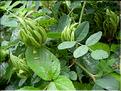 Astragalus_glycyphyllos1794