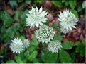 Astrantia_major1812