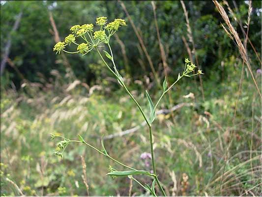 Bupleurum_falcatum1968