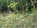 Bupleurum_falcatum1968