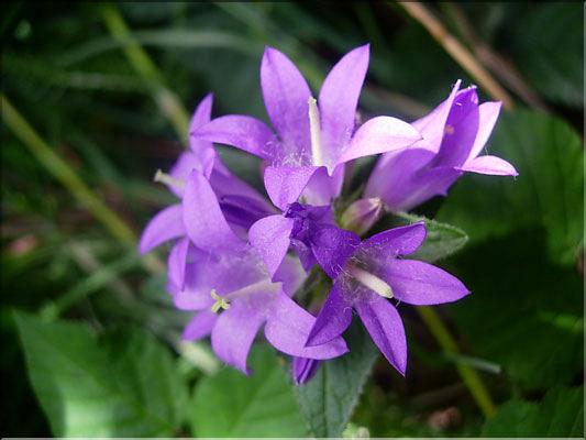Campanula_glomerata1947