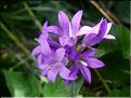 Campanula_glomerata1947