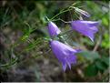 Campanula_rotundifolia1952