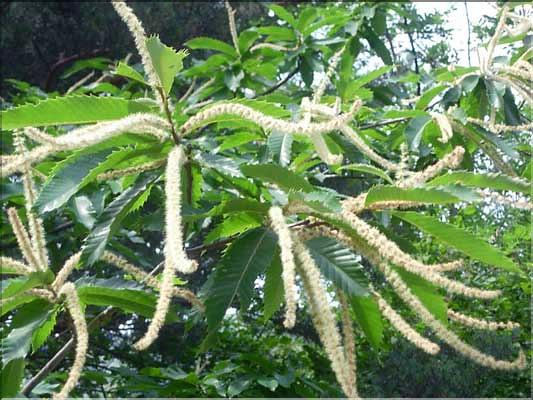 Castanea_sativa1896