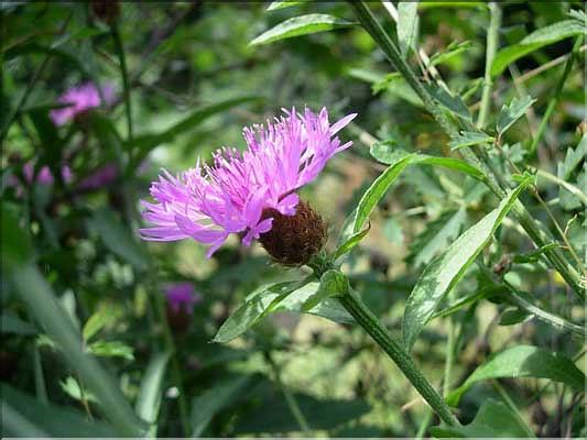 Centaurea_jacea-gran1949