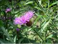 Centaurea_jacea-gran1949