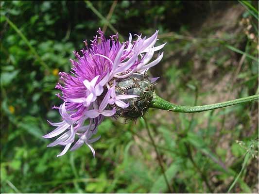 Centaurea_scabiosa1948