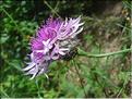 Centaurea_scabiosa1948