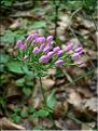 Centaurium_erythraea1847