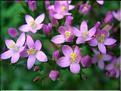 Centaurium_erythraea1852