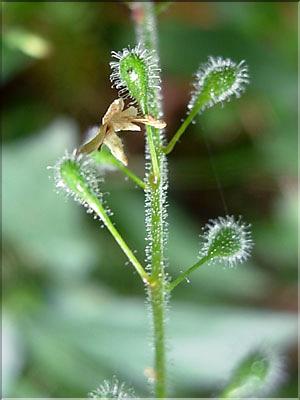 Circaea_luteciana1839