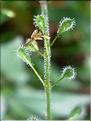 Circaea_luteciana1839