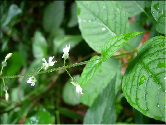 Circaea_luteciana1841