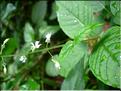 Circaea_luteciana1841