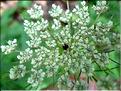Daucus_carota1886