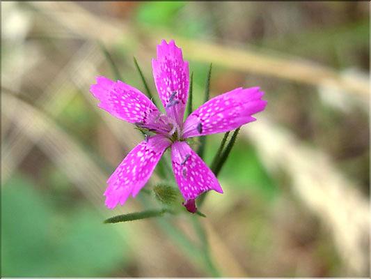 Dianthus_armeria1974