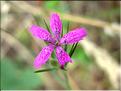 Dianthus_armeria1974