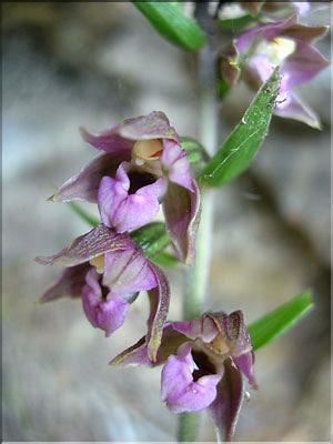Epipactis_helleborine1922