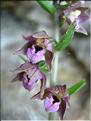 Epipactis_helleborine1922