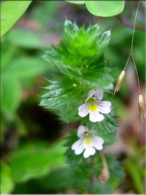 Euphrasia_salisburge1864