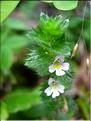 Euphrasia_salisburge1864