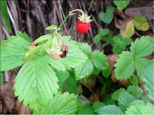 Fragaria_vesca1887