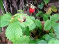 Fragaria_vesca1887