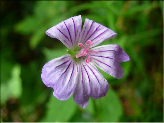 Geranium_nodosum1982