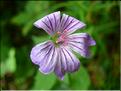 Geranium_nodosum1982