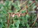 Hippocrepis_comosa1962