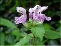 Lamium_maculatum1981