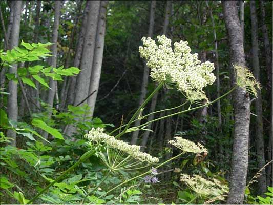 Laserpitium_latifolium1971