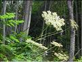 Laserpitium_latifolium1971
