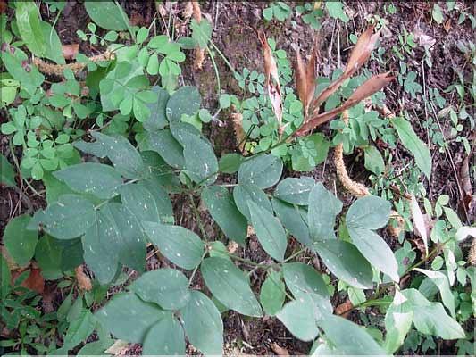 Lathyrus_occidentalis1889