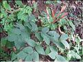 Lathyrus_occidentalis1889