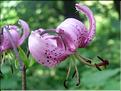 Lilium_martagon1926