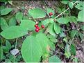Lonicera_xylosteum1933