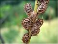 Onobrychis_viciifolia1957