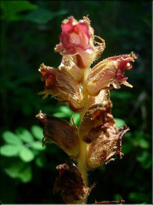 Orobanche_gracilis1875