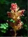 Orobanche_gracilis1875